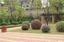 别墅单边位,600方使用率前后花园带2车位