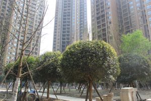 瑞松中心城四期 3室2厅 东南