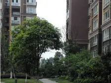 赛纳花苑 3室1厅 南