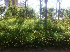 朝阳花苑3室2厅东南南