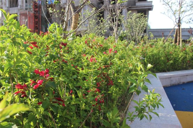 【开封郑开·森林半岛小区,二手房,租房】- 开封房天下