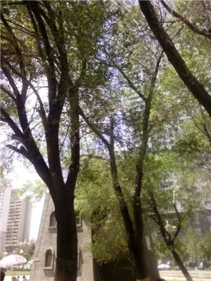 钻石公寓实景图