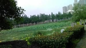 老证,朝南,安静,有电梯,近地铁
