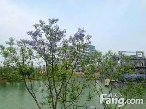 麓湖生态城云树4室1厅东南南