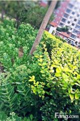 凯悦花苑2室1厅南