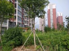 中央华府(海州) 2室2厅 南