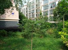 日月花园经典户型 楼层好 采光好 通透