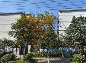伍家岭商圈天健城凯乐国际城香江锦城开福寺