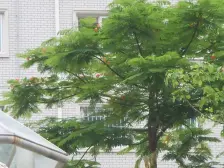 市政府旁,独栋别野,使用面积大,狐尾山旁