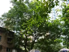 石桥铺 奇峰自由湾一房41.2万