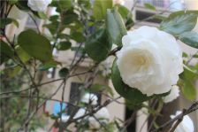 百合御都3室2厅南
