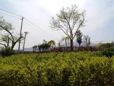 地铁口 鹏博金城隆园 正规3室2厅 3面朝南,视野开阔,