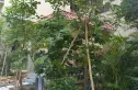 宝峰春天实景图