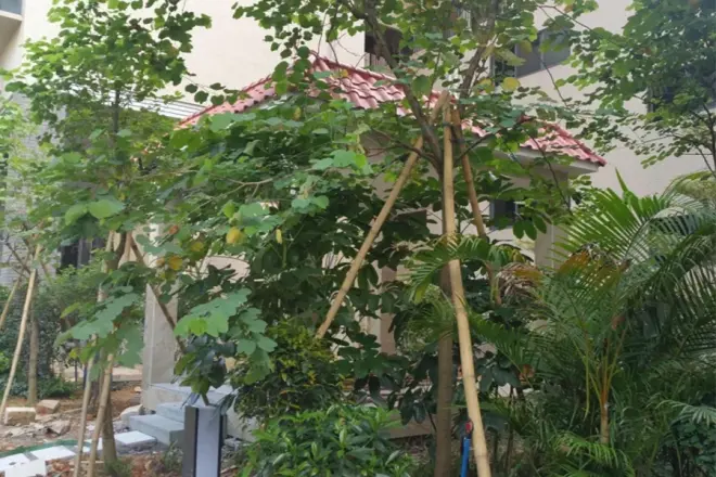 宝峰春天实景图