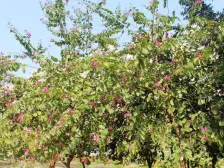 南沙大都汇 2室2厅 南