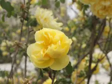 绿地一期别墅湖景房 毛坯 价格可谈