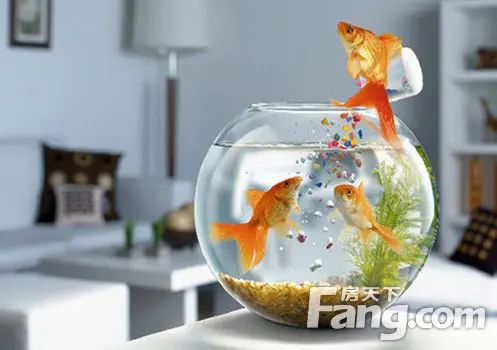 养金鱼有哪些风水？家庭养金鱼风水知识大全-手机房天下知识
