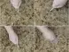 博德瓷砖怎么样 博德精工瓷砖的优点
