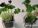 适合室内养的风水植物有哪些?富贵竹应该如何培养?